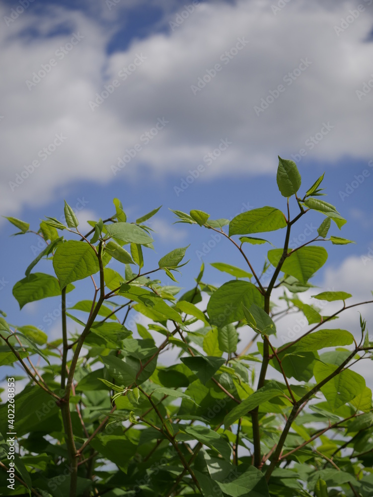 Bush with green leaves against afternoon blue sky with white and gray clouds in mid afternoon day time light