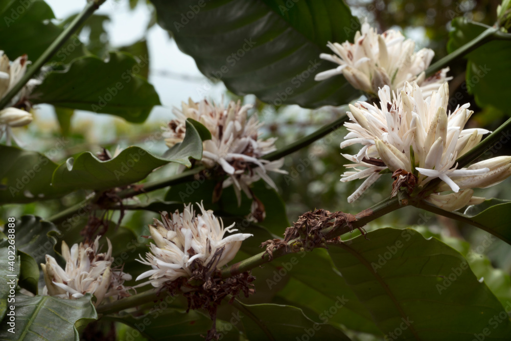 coffee flower on coffee tree coffee flower on coffee tree