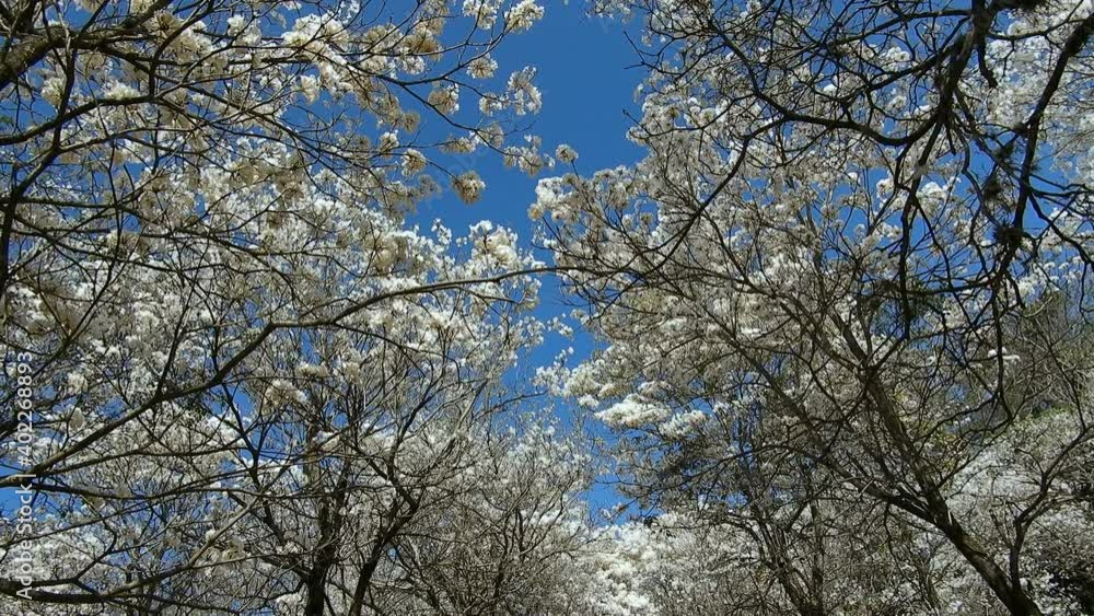 Ipes white tree flowering grove with selective focus in the municipality of Marilia Ipes white tree flowering grove with selective focus in the municipality of Marilia