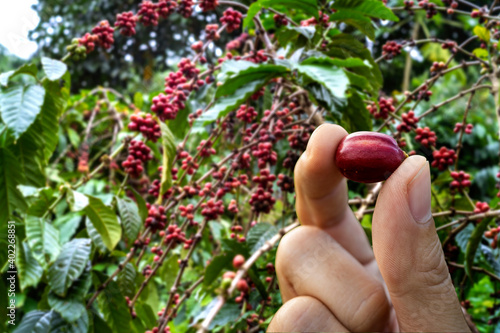 close up of coffee cherries 