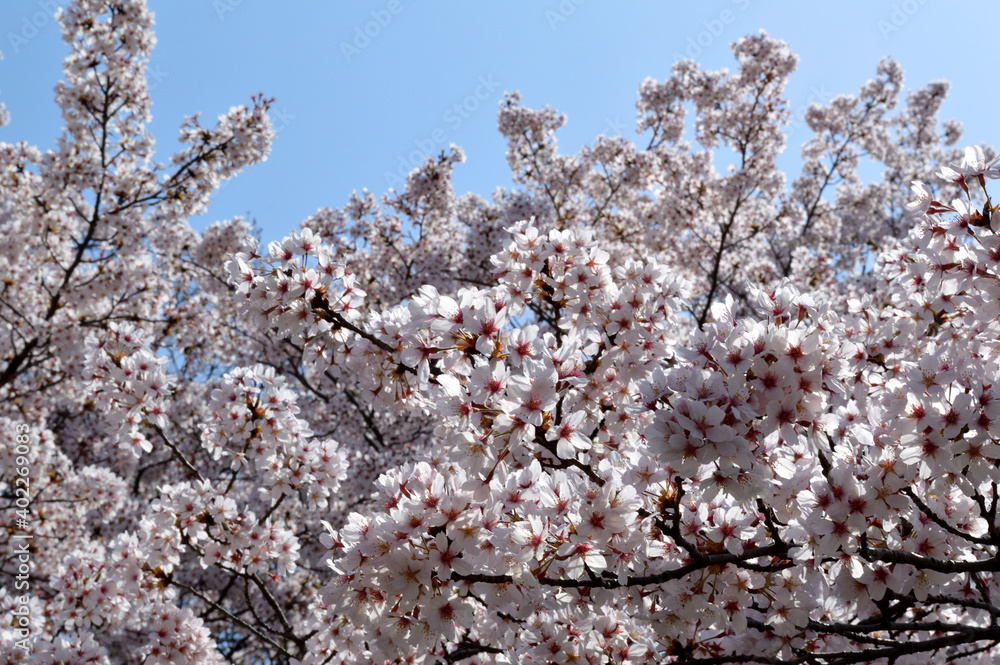 Cherry blossoms in full bloom and blue sky Cherry blossoms in full bloom and blue sky