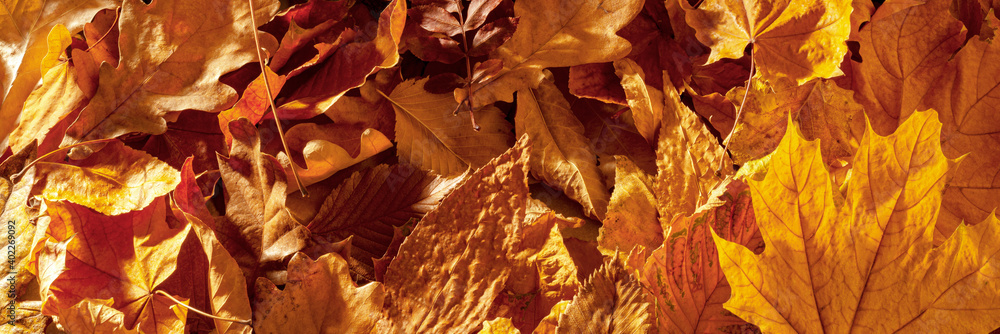 Autumn fall thematic background with dry leaves.