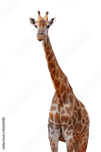 Giraffe on white background.