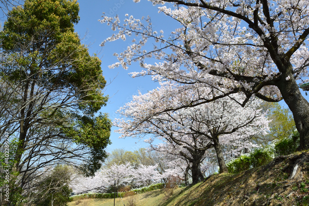 Row of cherry blossom trees under the fine weather Row of cherry blossom trees under the fine weather