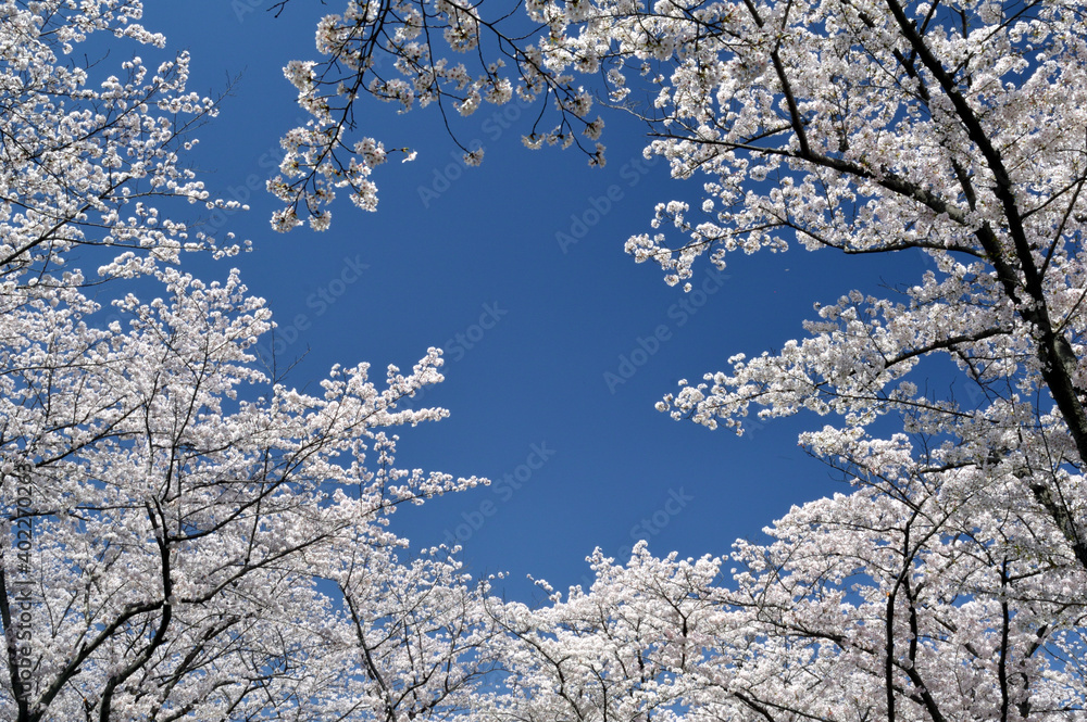Cherry blossoms in full bloom and blue sky