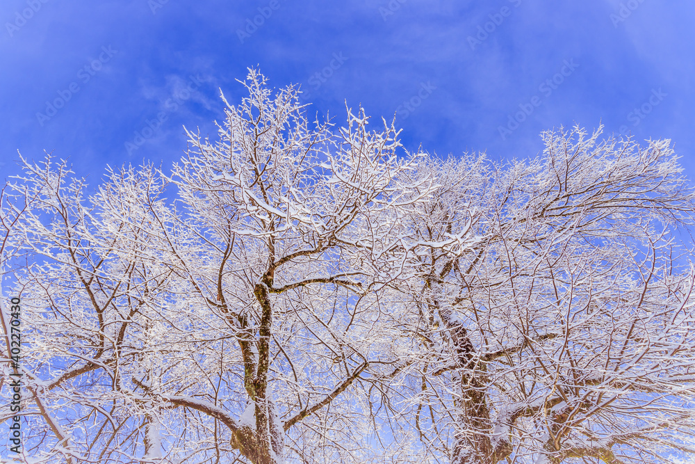 Sunny winter landscape in the alps: Mountain range, snowy trees and fields Sunny winter landscape in the alps: Mountain range, snowy trees and fields