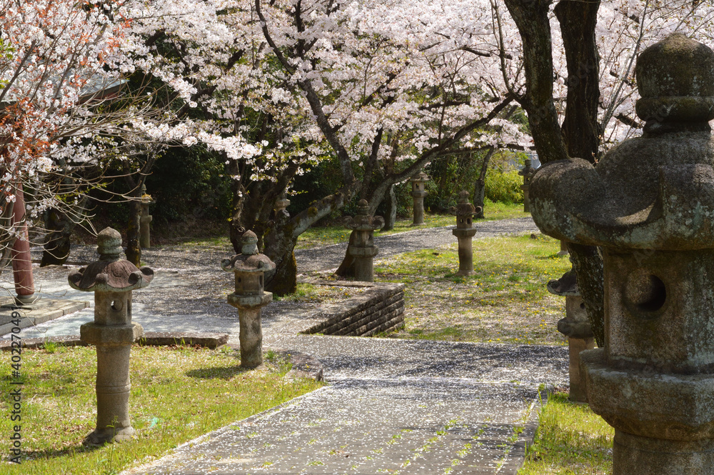 Cherry blossoms and stone lanterns