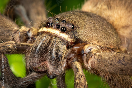 Portraits of a Spider