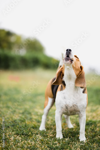 Fototapeta Naklejka Na Ścianę i Meble -  Beagle feliz  en el jardín