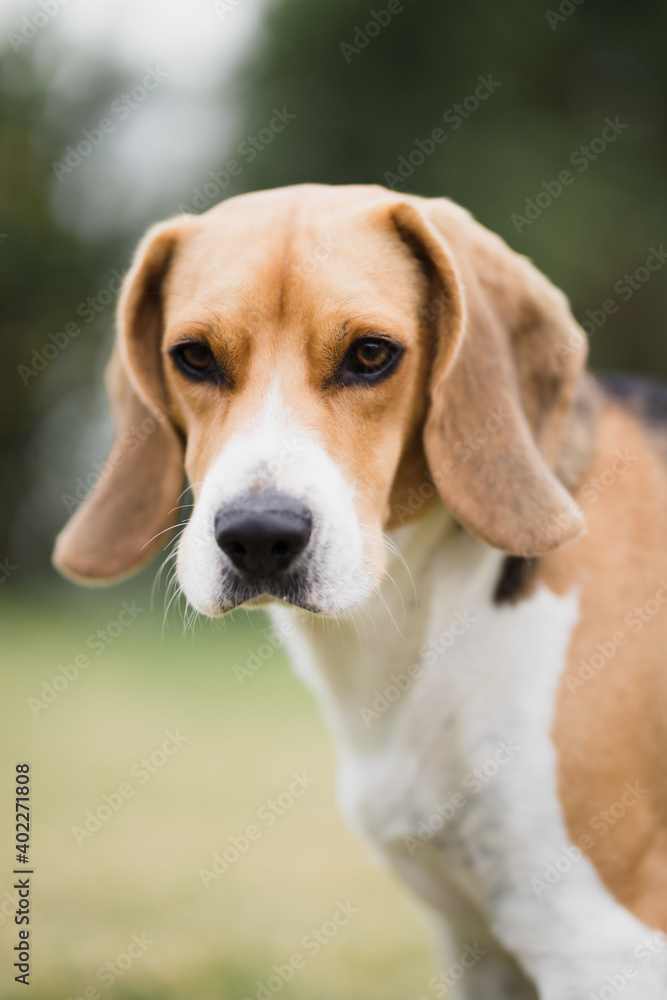 Beagle con mirada seria 