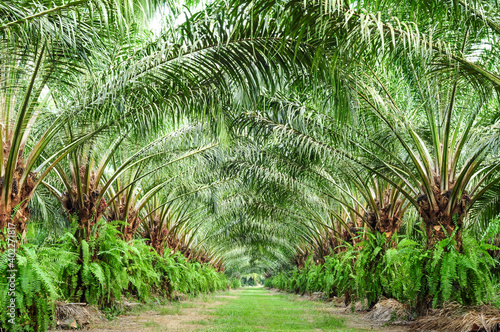 Beautiful row in oil palm plantation