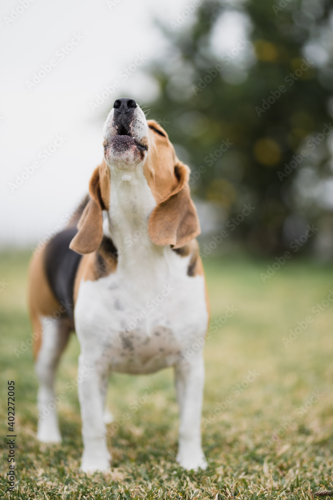 Beagle aullando en el césped