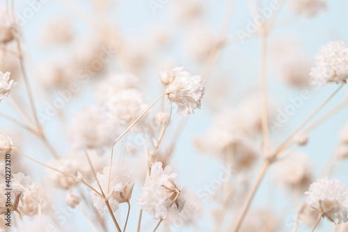 Gypsophila delicate romantic dry little white flowers bouquet on light blue bokeh natural background macro © Tanaly
