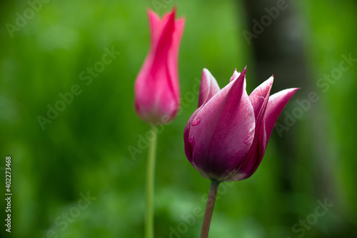 Nice color tulip flowers after the spring rain nature flora macro photo with empty space for text