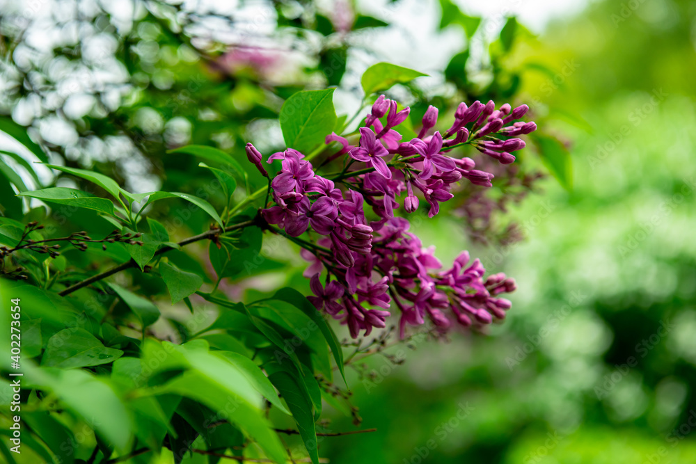 Lilac garden trees under the rain nature spring time with free space text Lilac garden trees under the rain nature spring time with free space text