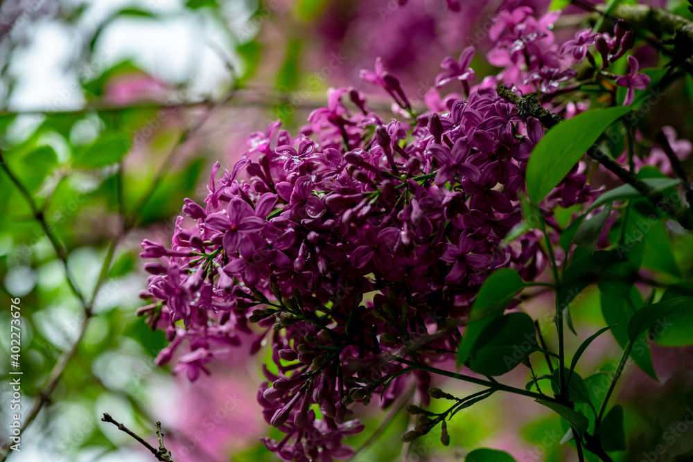 Lilac garden trees under the rain nature spring time with free space text Lilac garden trees under the rain nature spring time with free space text
