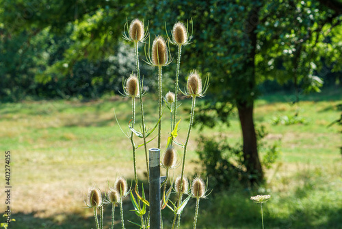 Wallpaper Mural  Teasel - Karden Torontodigital.ca