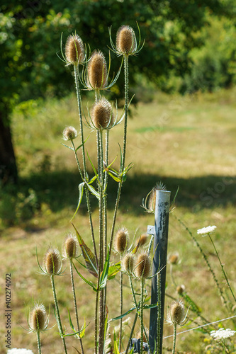 Wallpaper Mural  Teasel - Karden Torontodigital.ca