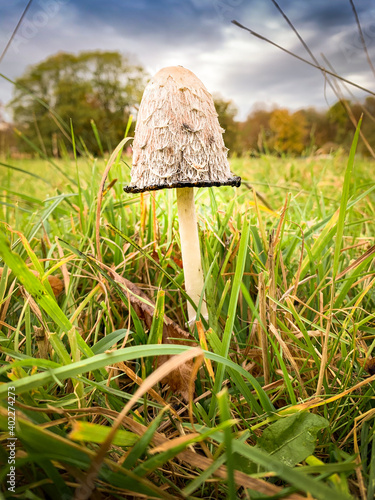 Wallpaper Mural mushroom in the grass Torontodigital.ca