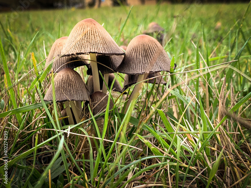 Wallpaper Mural mushrooms in the grass Torontodigital.ca