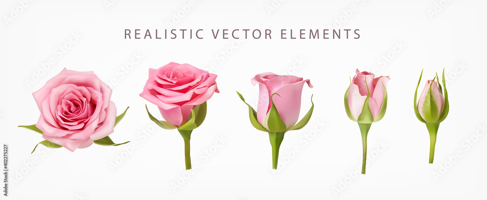 Rose elements pink flower buds roses with green Vector Image