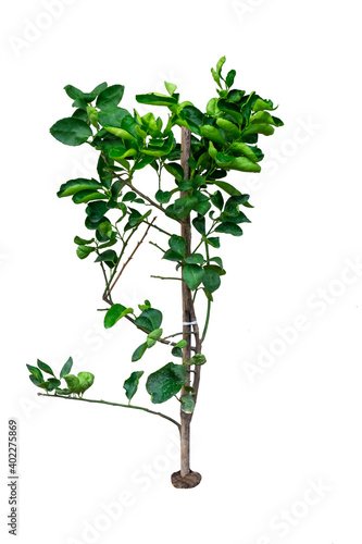 Small kaffir lime trees on a white background.Kaffir lime or Bergamot tree.