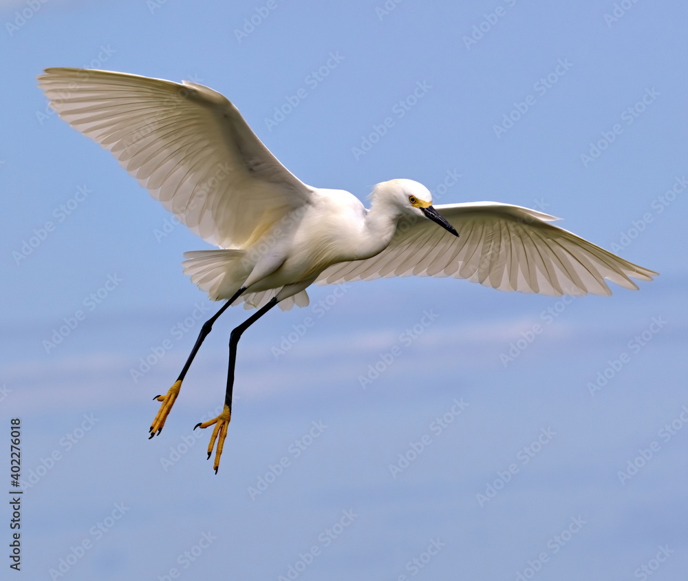 A photograph of a Snowy egret in flight coming in for a landing with it's yellow feet dangling against a soft blue background. A photograph of a Snowy egret in flight coming in for a landing with it's yellow feet dangling against a soft blue background.