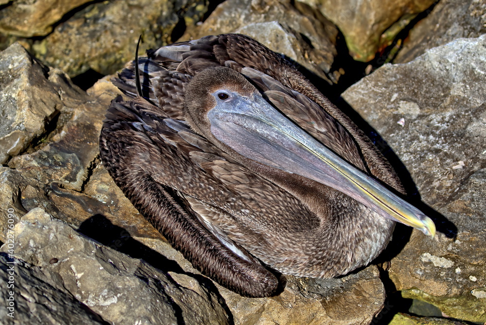 Obraz premium Looking down upon an immature Brown pelican in the rocks. Pelecanus occidentalis.