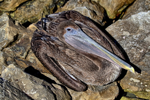 Looking down upon an immature Brown pelican in the rocks. Pelecanus occidentalis.