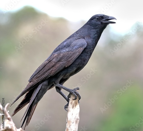  Tamaulipas crow perched on a dead branch. Corvus imparatus.