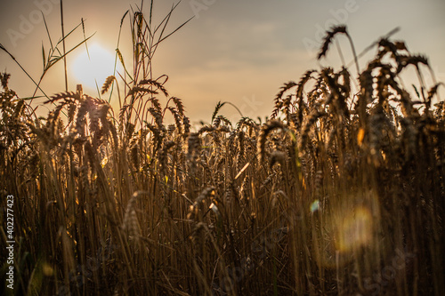 wheat field at sunset