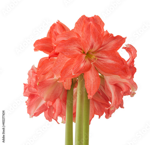 Semi-double hippeastrum (amaryllis) Ballerina on a white background photo