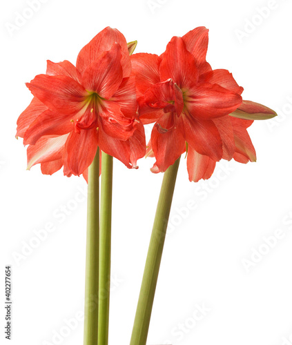 Semi-double hippeastrum (amaryllis) Ballerina on a white background photo