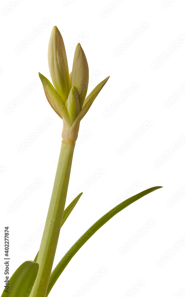 Multiflora Hippeastrum (amaryllis) Multiflora Hippeastrum (amaryllis)