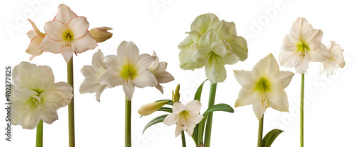 Картината върху платно White hippeastrumon white background isolated
