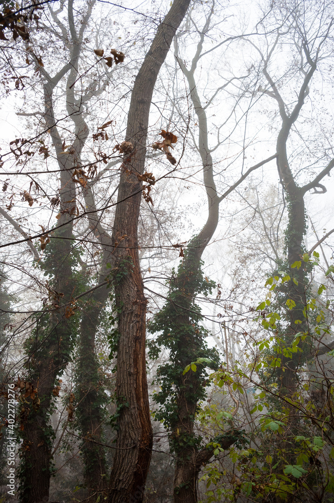 Trees with misty fog in a woodland Trees with misty fog in a woodland
