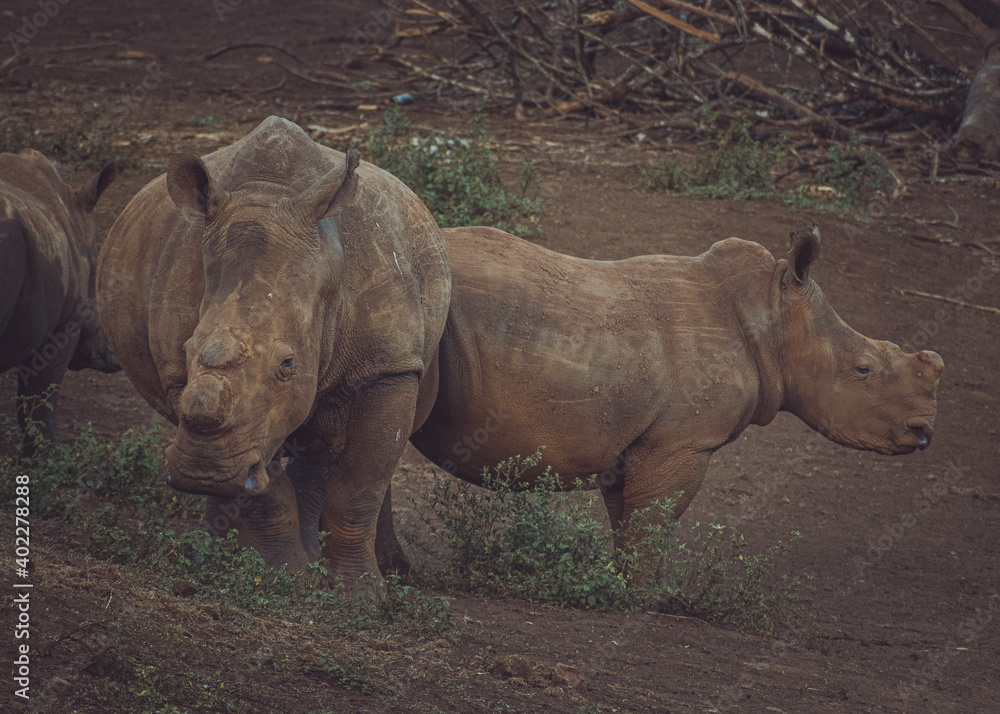 Naklejka premium Rhinos, such magnificent animals that have had to be dehorned so that they may survive. Their very identity as animals, for what? Beautiful animals nonetheless!