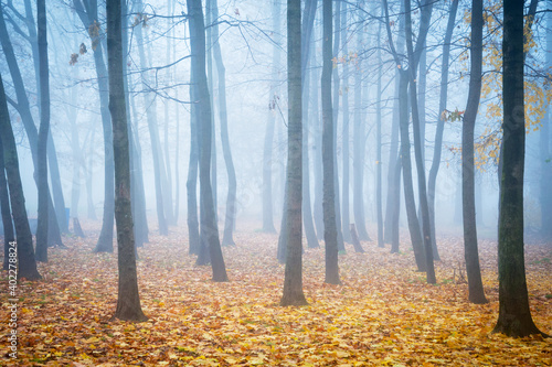 forest in misty fog with leaves on the ground