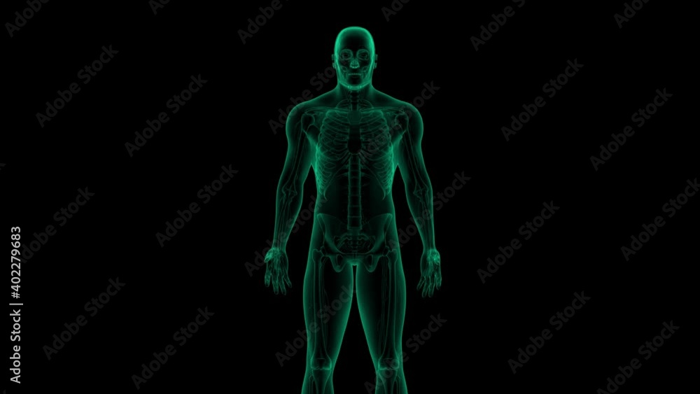Anatomically accurate 3d animation of human body x-ray scan with visible lungs 3d render isolated on black background 4k UHD video Anatomically accurate 3d animation of human body x-ray scan with visible lungs 3d render isolated on black background 4k UHD video