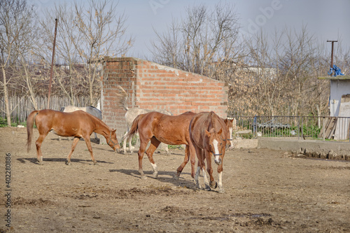 Groups of brown horses in the farm and they are walking on mud and soil during sunny day.
