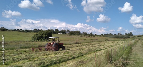 Large white and grey fluffy Stratocumulus scattered clouds in a bright blue sky over a sheep farm landscape with breathtaking scenic views of green pastures, sheep grazing and hay fields