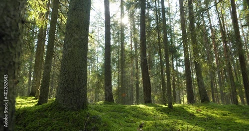 Wallpaper Mural Green forest and sun shining between tree trunks in summer morning Torontodigital.ca