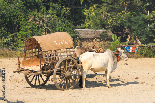 Cow Carriage Taxi Mingun Mandalay​