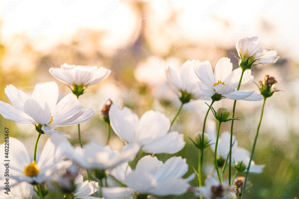 A close-up of white cosmos and sunset glow