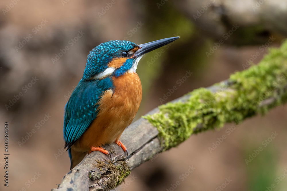 Eisvogel (Alcedo atthis) Männchen Eisvogel (Alcedo atthis) Männchen