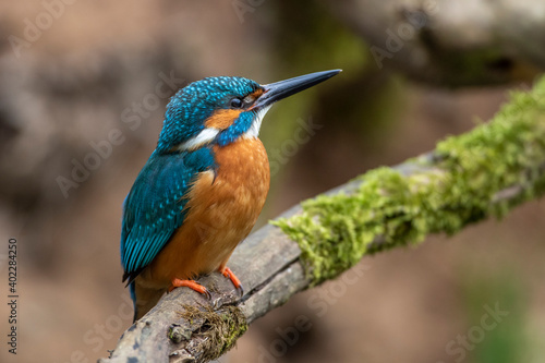 Eisvogel (Alcedo atthis) Männchen