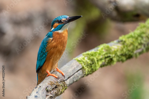 Eisvogel (Alcedo atthis) Männchen