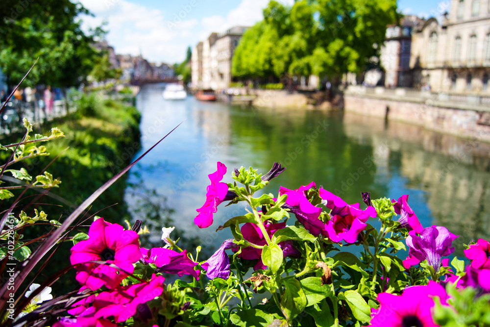 Close-up of beautiful, colorful blooming summer flowers with a river and the cityscape of Strasbourg, France in the background.