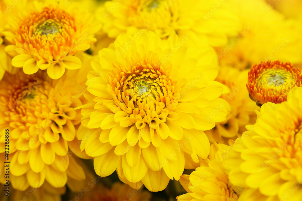Fototapeta premium Close-up Yellow flower,Yellow chrysanthemums daisy flower background pattern bloom.
