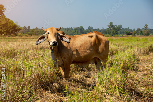 Fototapeta Naklejka Na Ścianę i Meble -  Brown cows standing in the rice field Thailand.